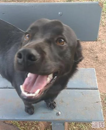 小狗爬过来叫主人，网友曝光背后真相惊呆众人