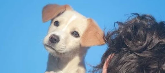 狗狗让我上瘾戒不掉怎么办？专家：只需3个简单方法，快速告别养犬成瘾！